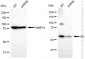 KD-Validated Anti-Src Rabbit Monoclonal Antibody